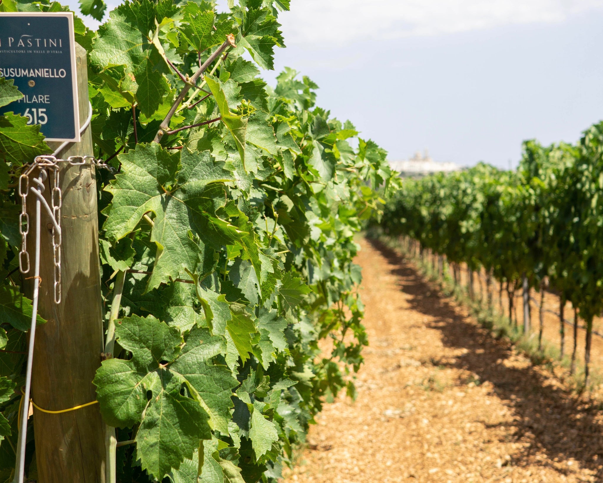 Luxury Wine Tour in Valle d’Itria - Degustazione vini pugliesi e prodotti tipici-7