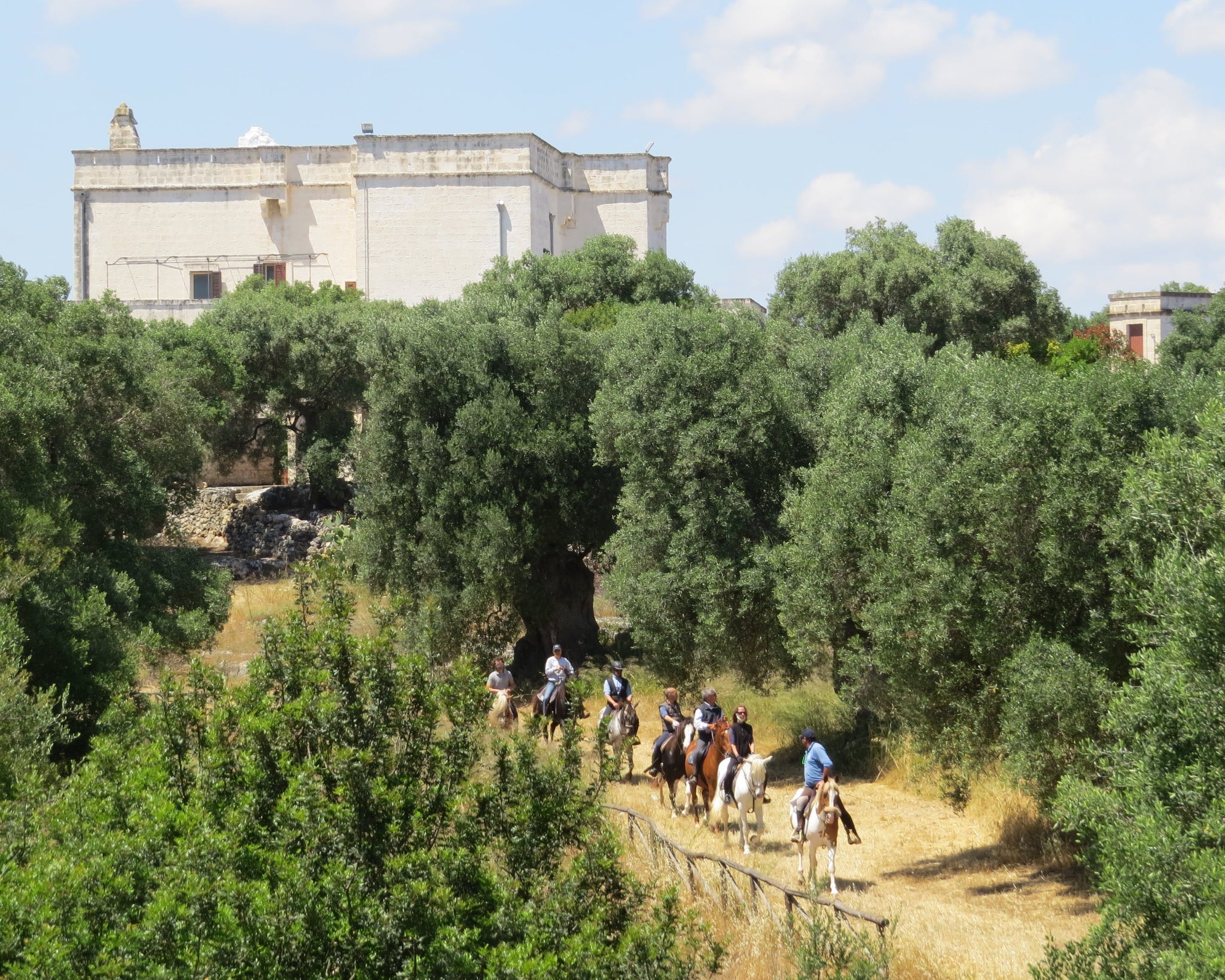 Passeggiata a Cavallo tra campagna e mare in Puglia-5