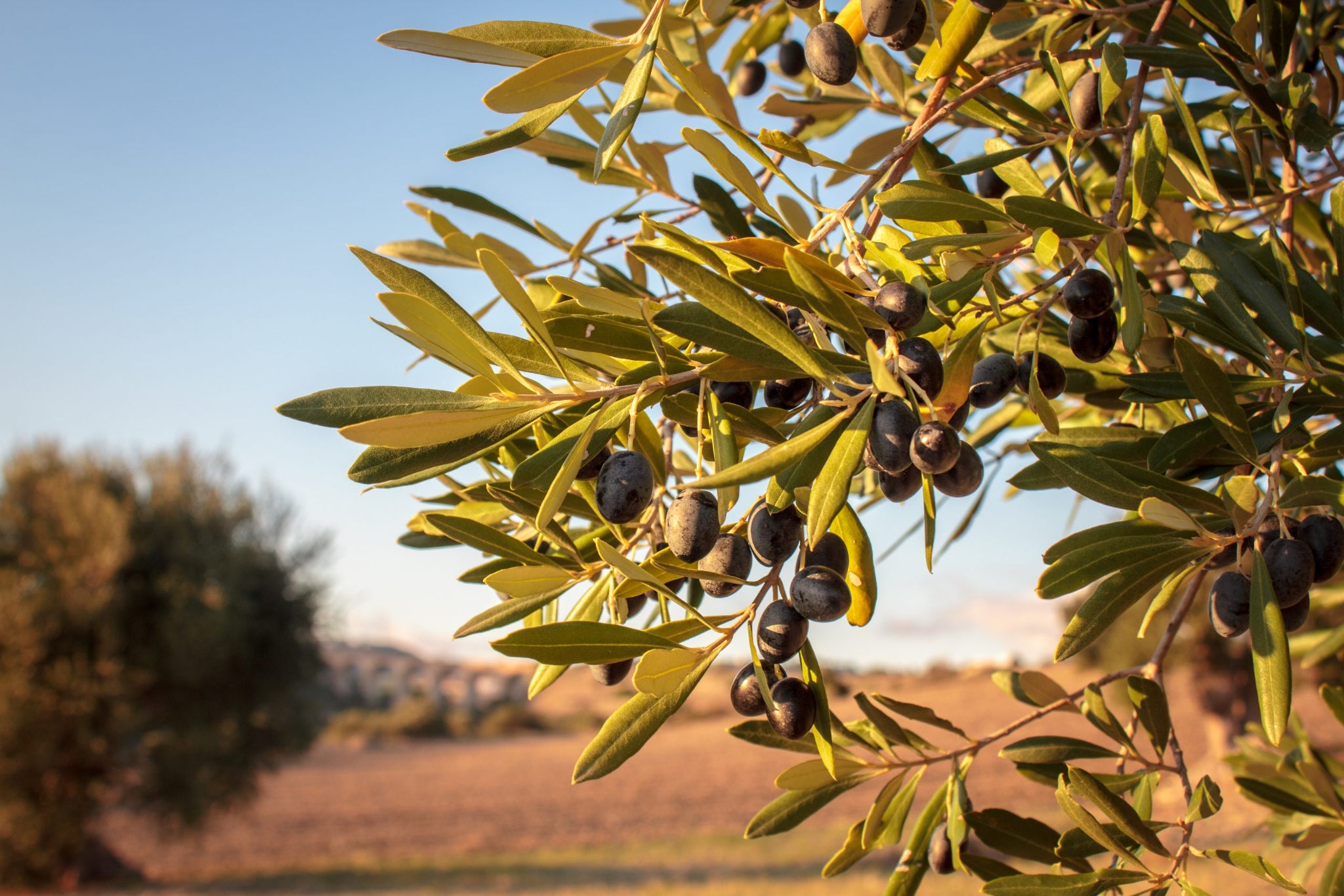 Degustazione Olio Extravergine di Oliva in Masseria in Puglia-4